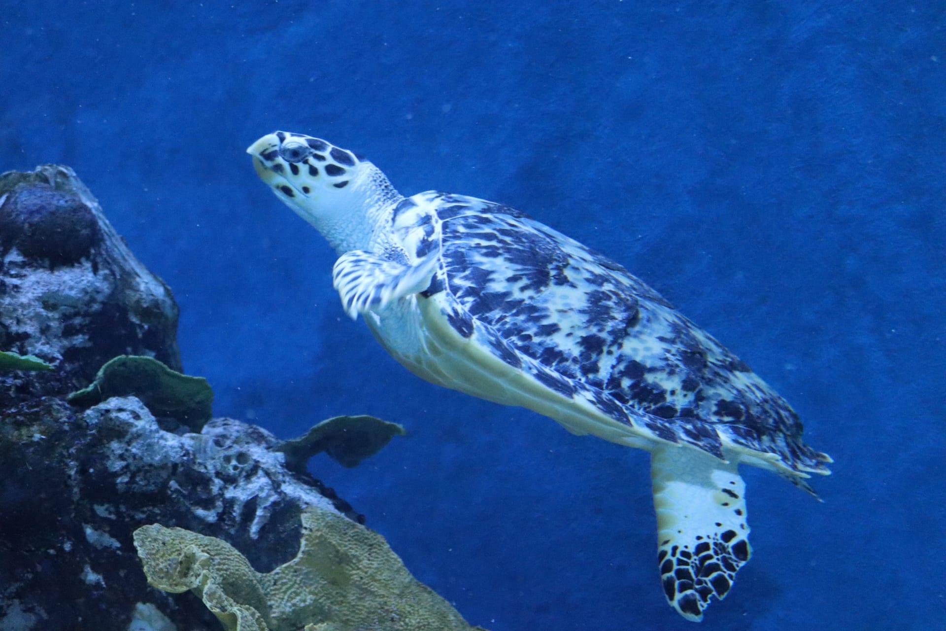 Sea Turtle