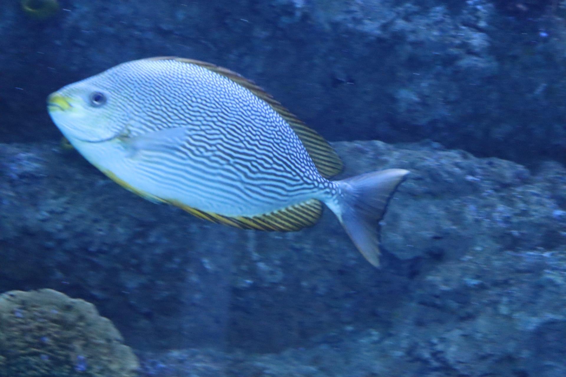 Reef Fish