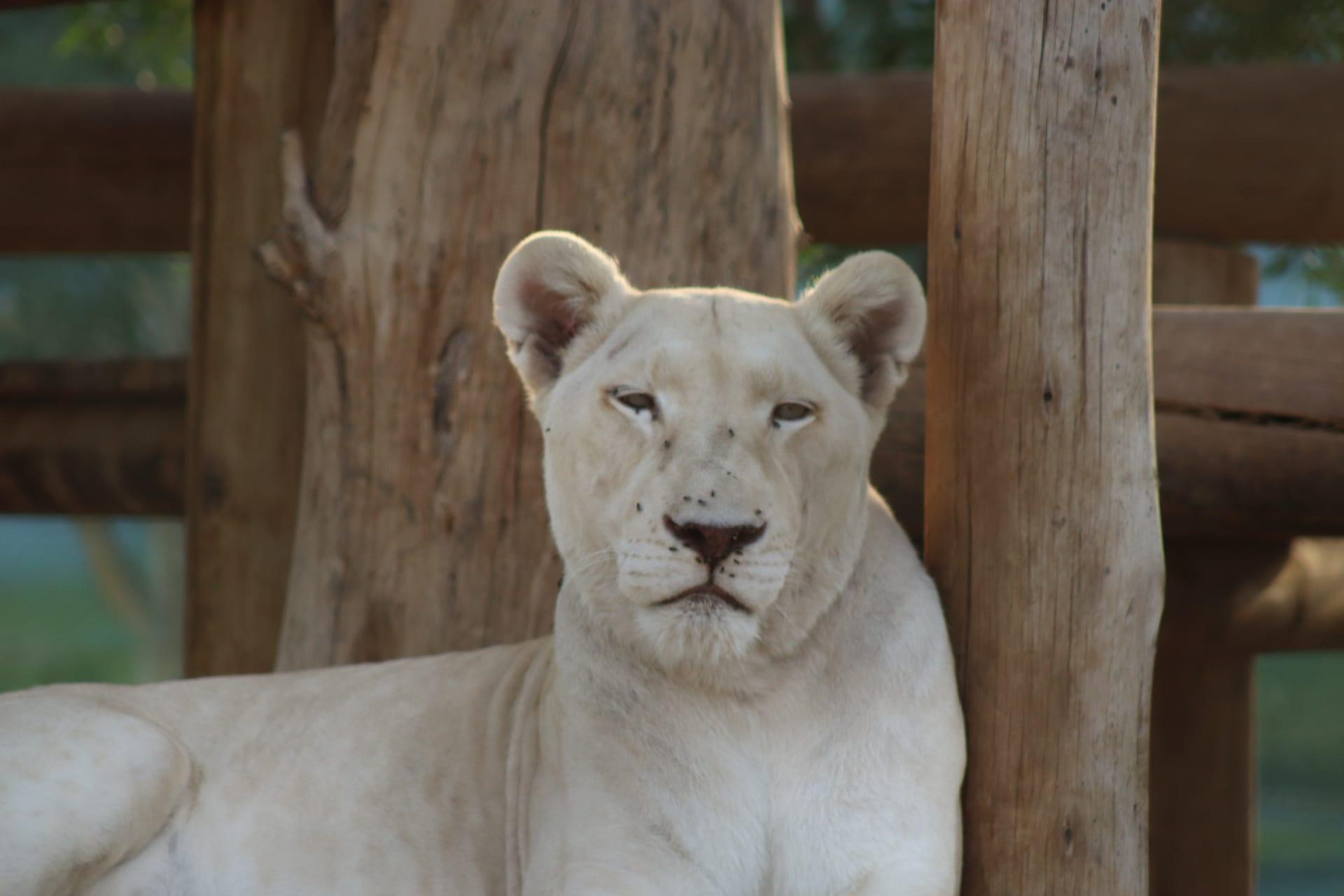 White Lion