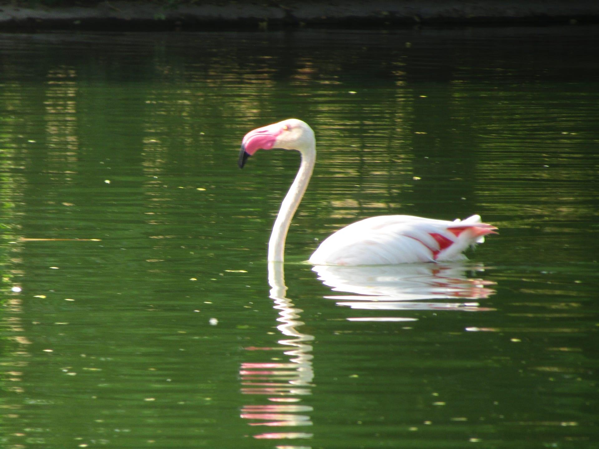 Lone Flamingo