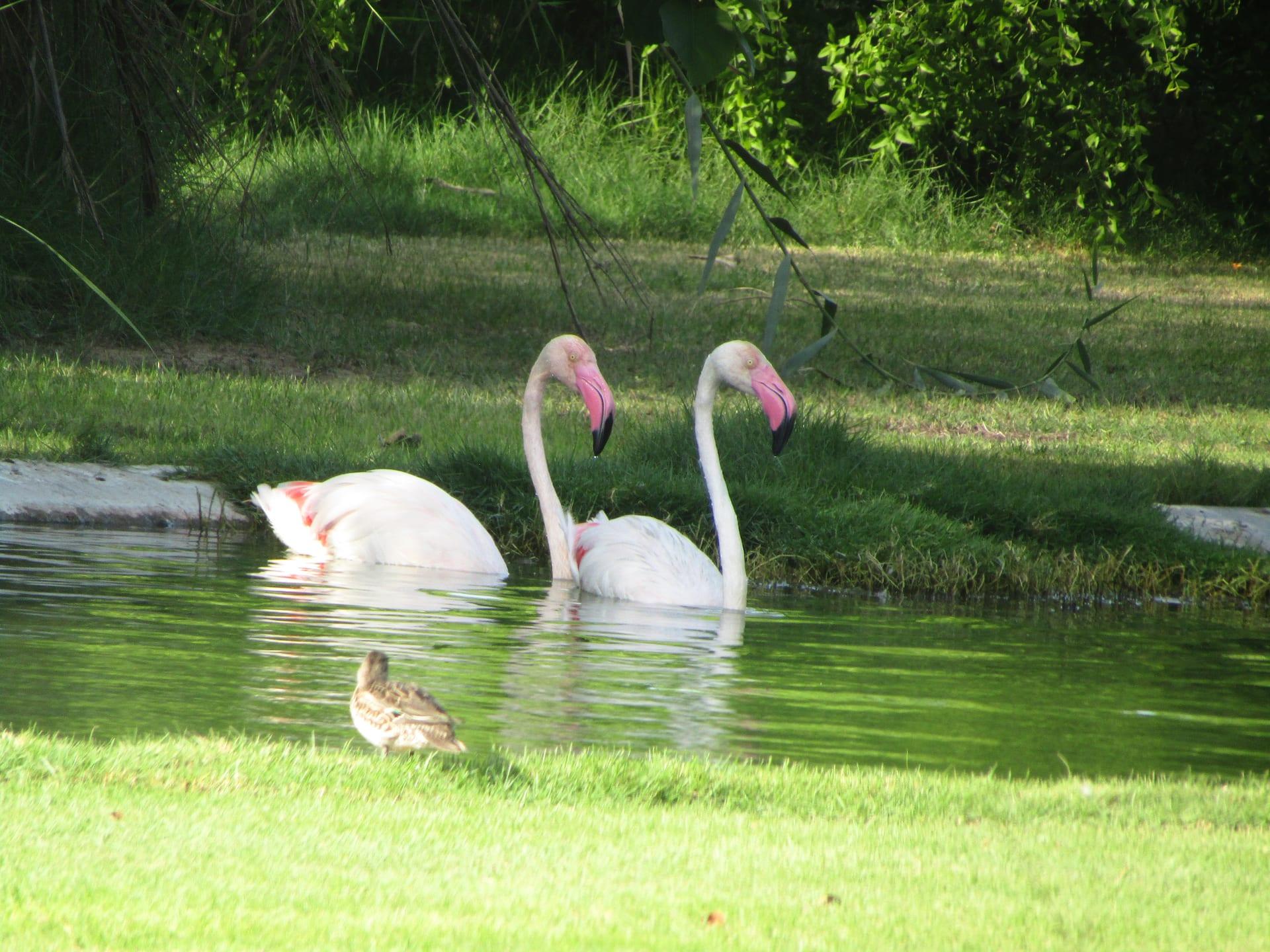 Flamingo Pair