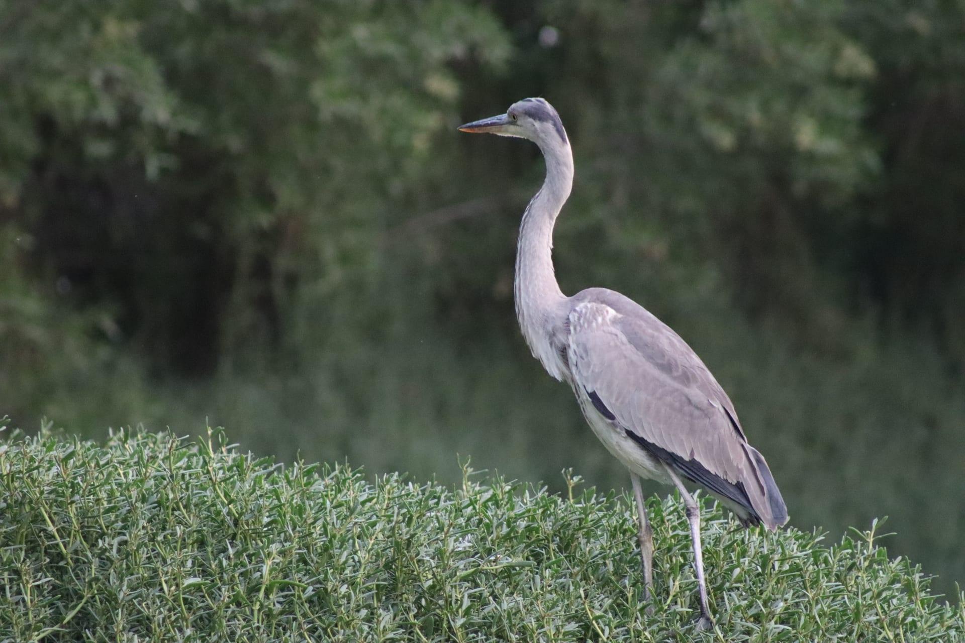 Grey Heron