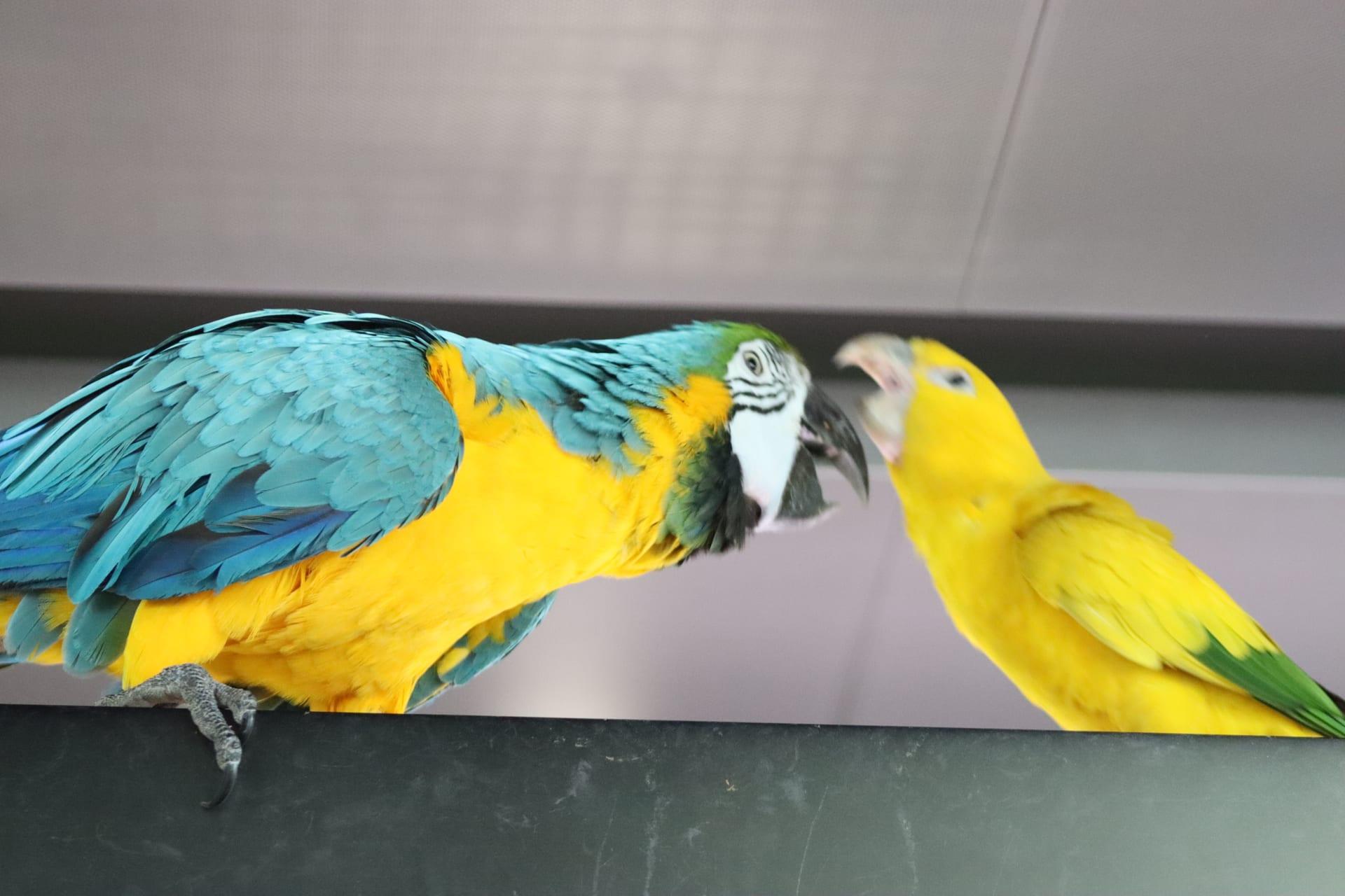 Macaw Conversation