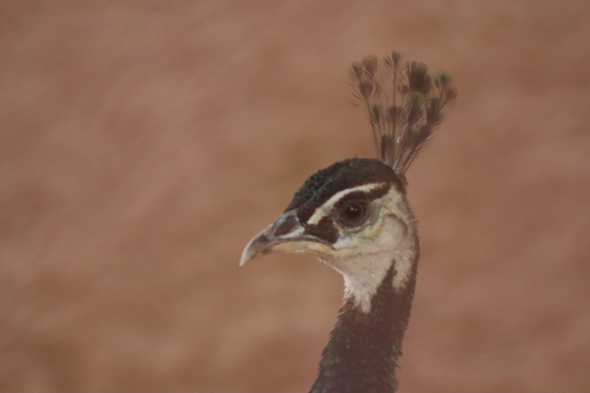 Peacock Portrait