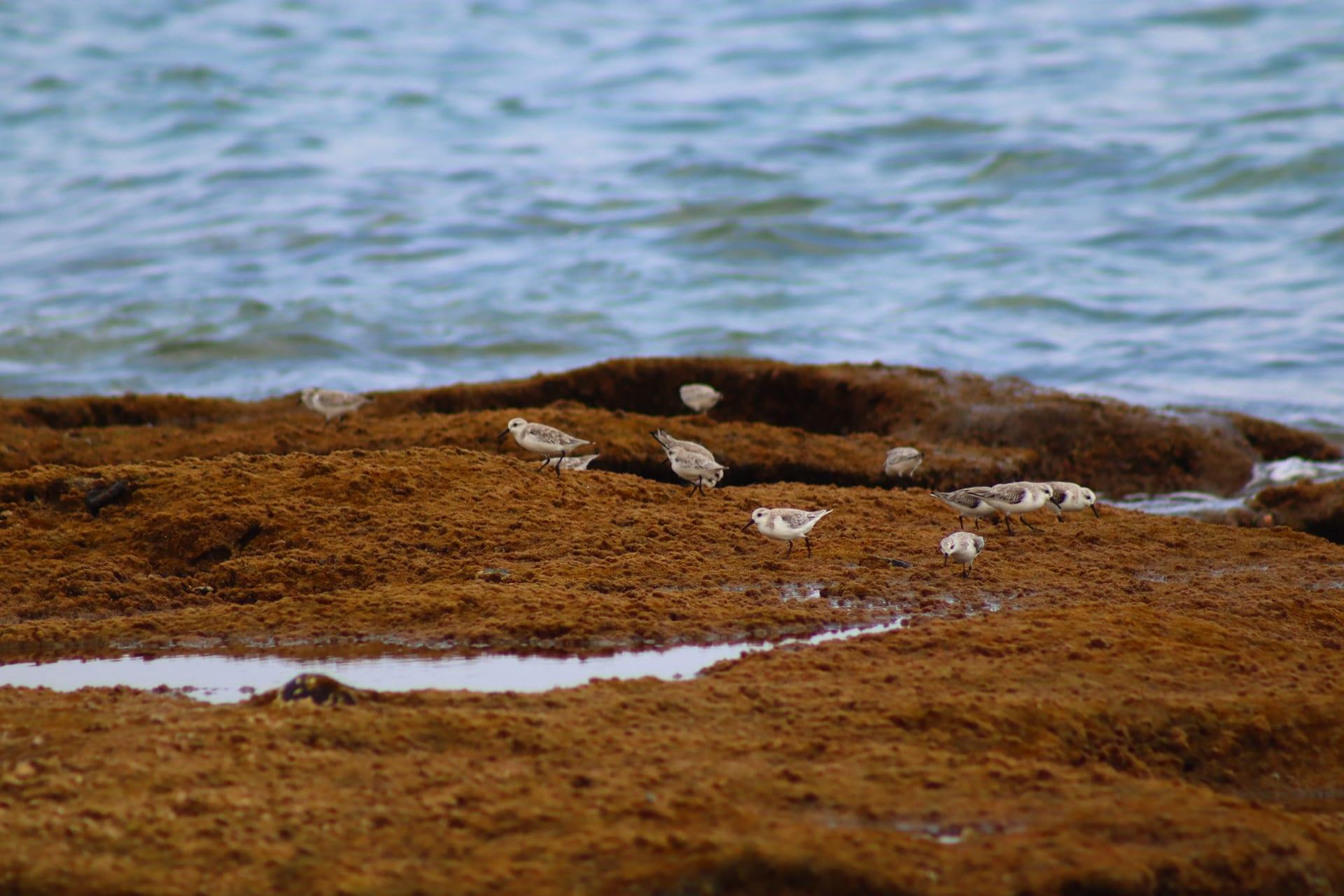 Sandpipers