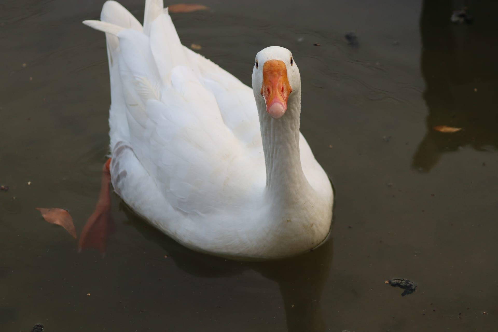 White Goose