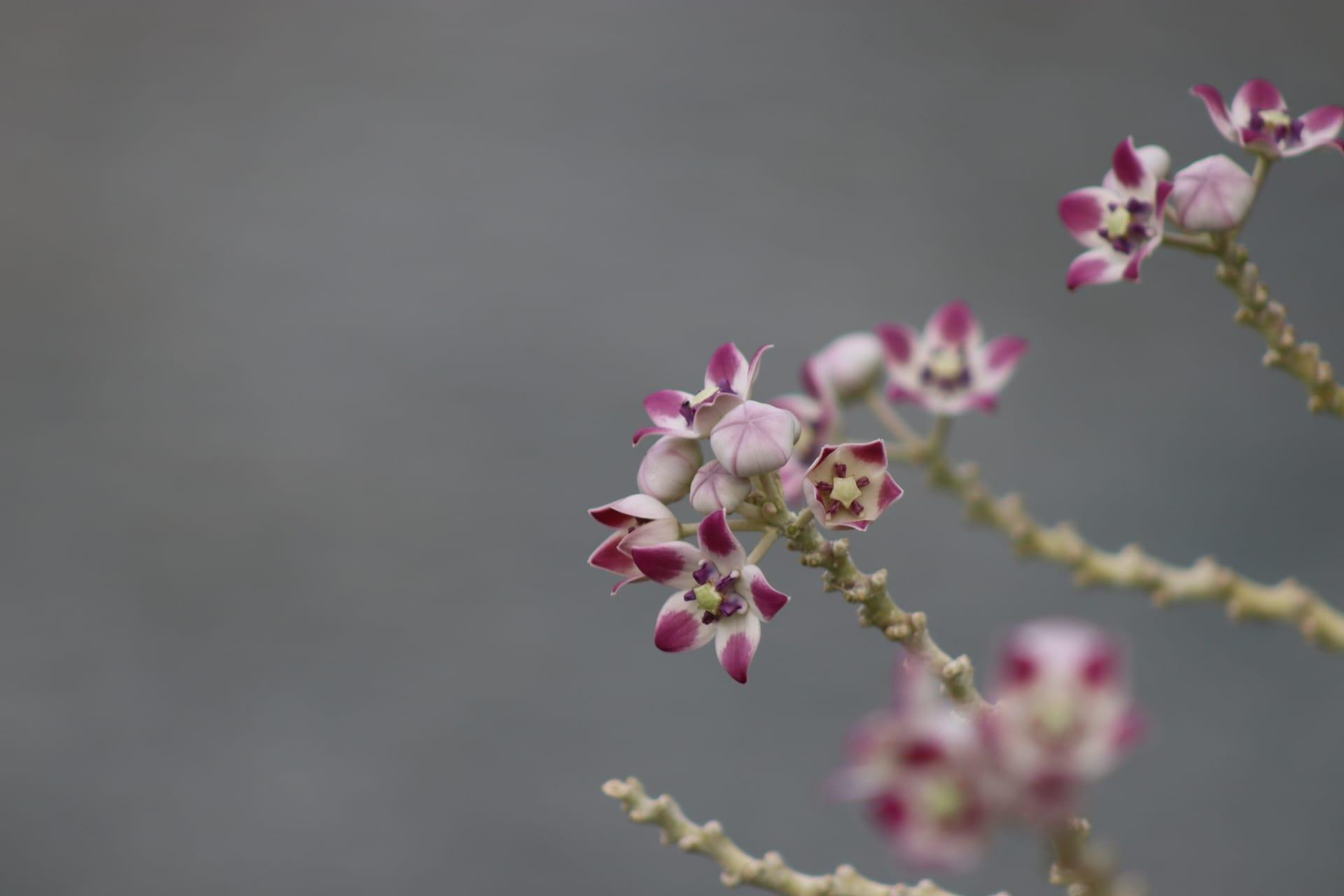 Wild Orchid